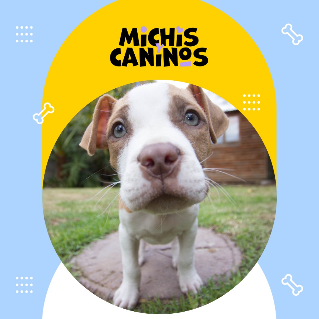 🧩🐈 Su comportamiento está lleno de códigos. Observa, aprende, conéctate. 👉 michisycaninos.com