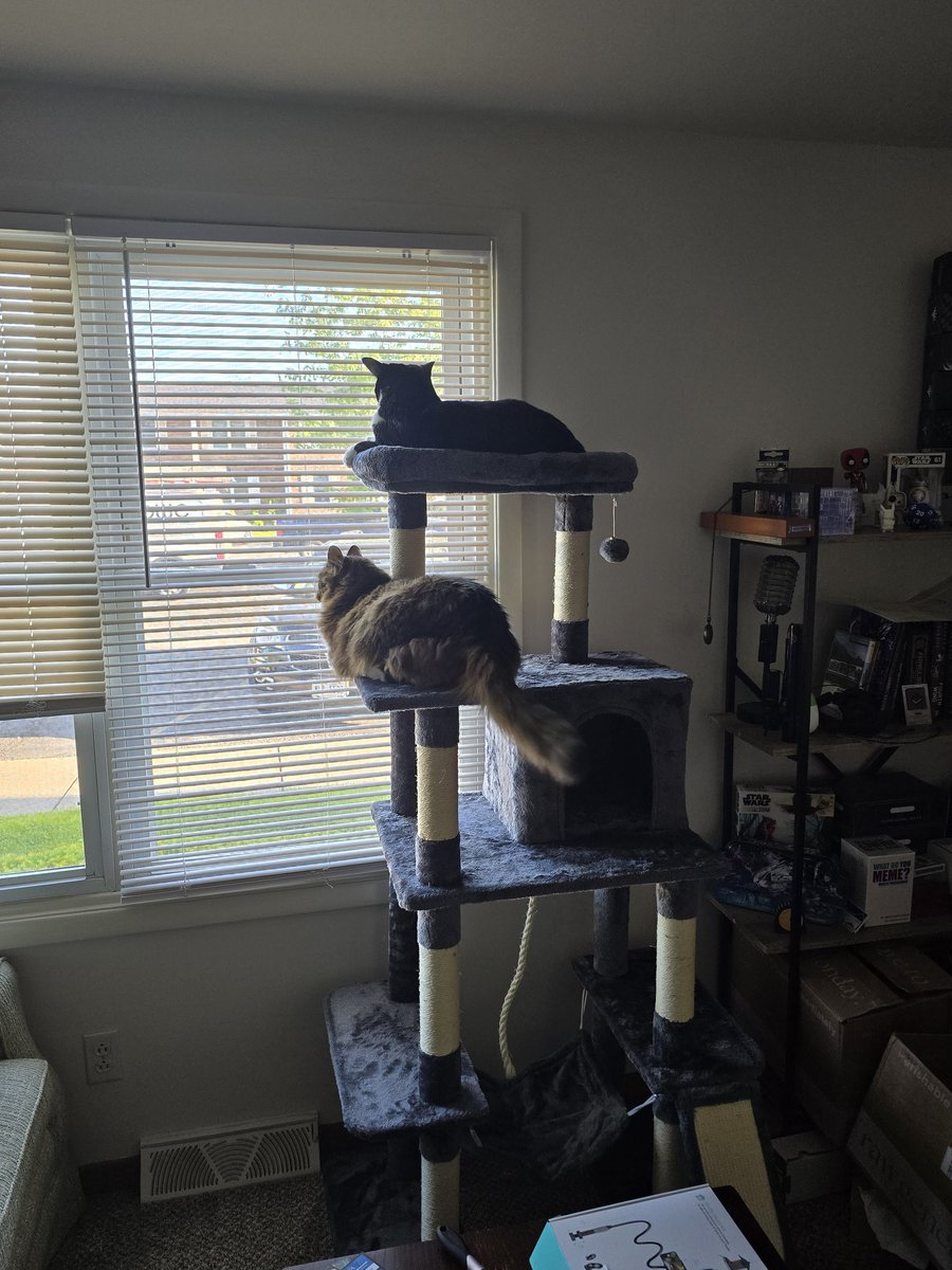 itsmudrats's tweet photo. I built my cats a cat tree and now they won't leave the tree. https://t.co/1zfFVqffjd