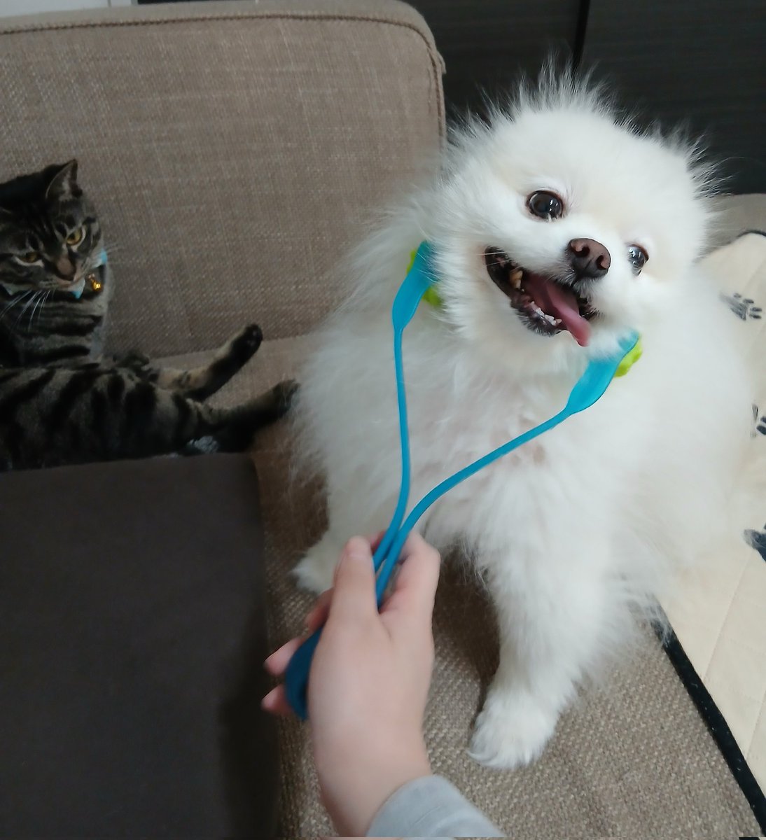 マッサージにご満悦のゆきちゃん🐶✨💞