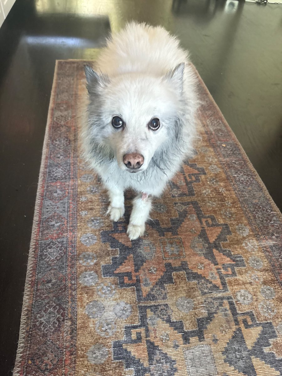 QTCinderella tweet media