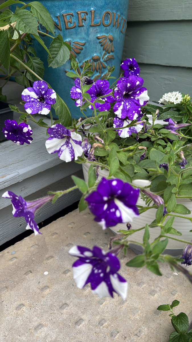 hmn10134's tweet photo. @KSPrior Yes-she’s a must plant in my summer pots. https://t.co/pn6llYwbZV