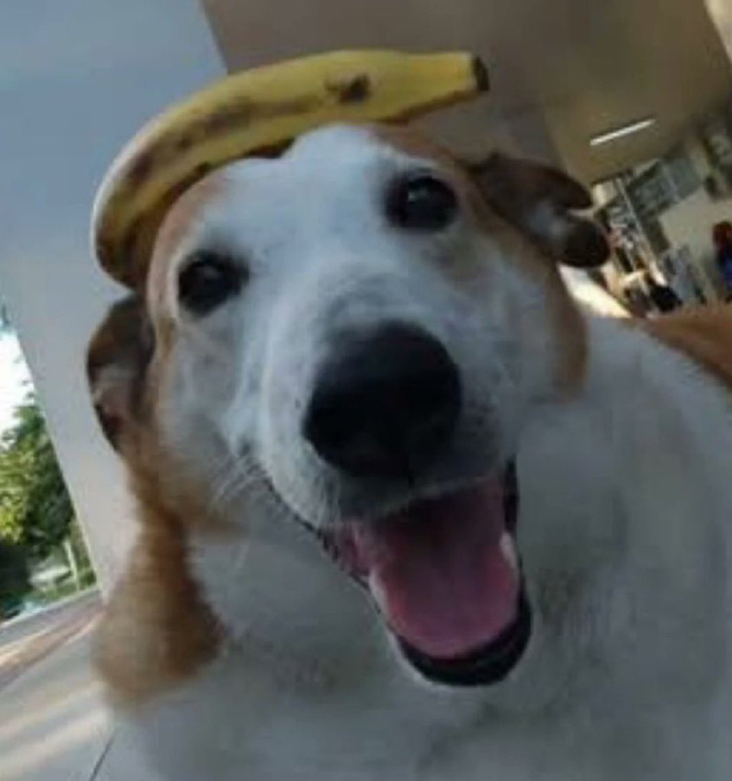 entrei no pc do trabalho e alguém tinha pesquisado preço de bebê reborn