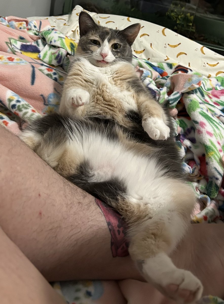 oreoeocat's tweet photo. I was taking pics of this pose to compare her to Uncle Bao and then she stuck her little tongue out 😭 https://t.co/8ZF0W77lfe