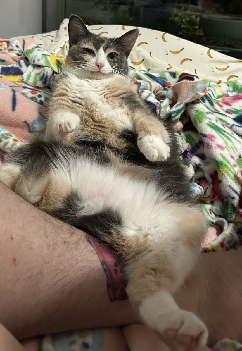 oreoeocat's tweet photo. I was taking pics of this pose to compare her to Uncle Bao and then she stuck her little tongue out 😭 https://t.co/8ZF0W77lfe