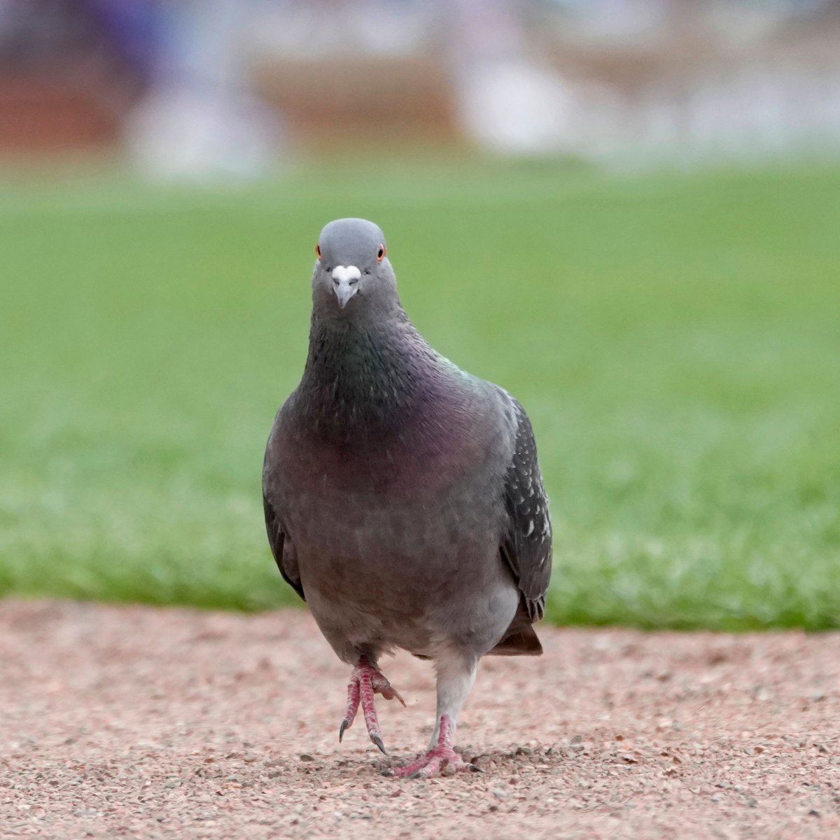 Reds's tweet image. #WinForPigeon
