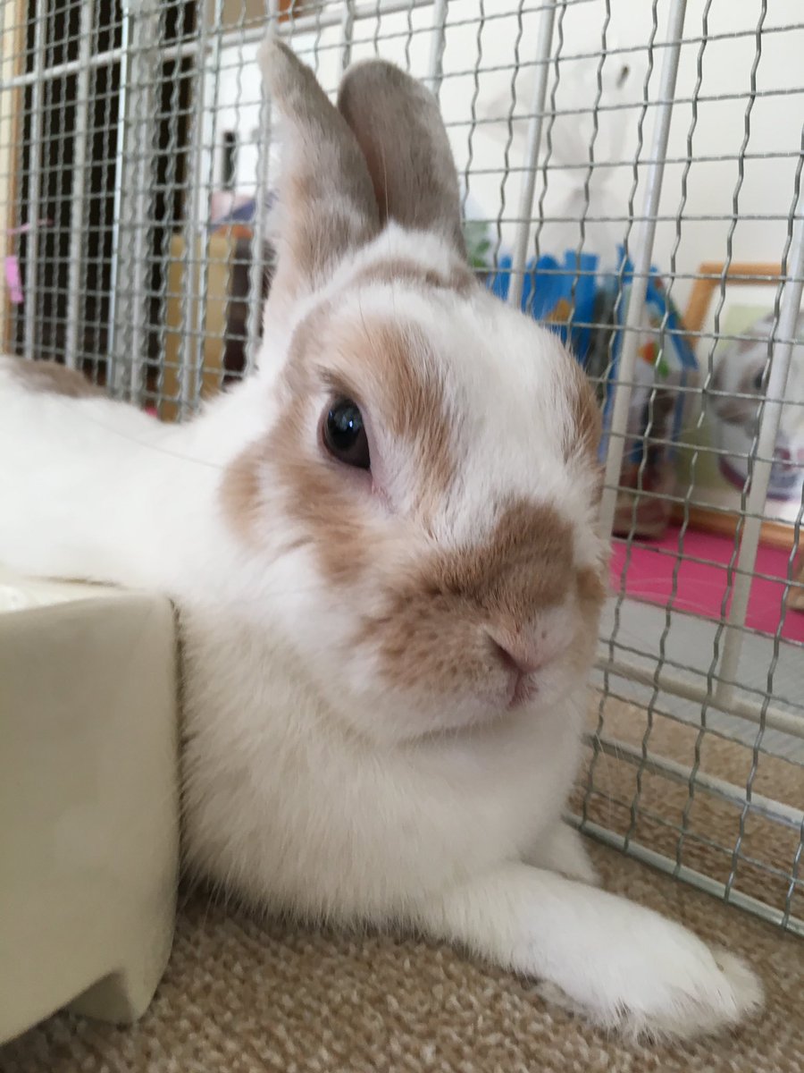 🐰急に暑いね🫠
#月兎コニト