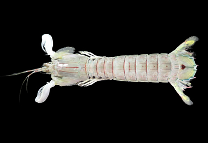 Zootaxa's tweet photo. Introduction of the Indo-West Pacific mantis #shrimp, #Oratosquillina #interrupta (Kemp, 1911) (#Stomatopoda, #Squillidae), to #Brazil
#taxonomy
https://t.co/dYNgDjybBJ https://t.co/aaEW8HJGbG