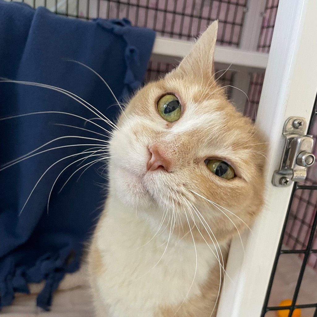 TreeHouseCats's tweet photo. Capturing Tweety's zoomies on camera is nearly impossible—she’s too quick, and all you’d see is a fuzzy streak. But if you adopt Tweety, you’ll get a good laugh everyday with her silly antics. 🤣
🔗 https://t.co/7CdEwzCw9F
#TreeHouseCat #OrangeCats #Cats #Adopt #Chicago https://t.co/iZ5Yx7vRGb