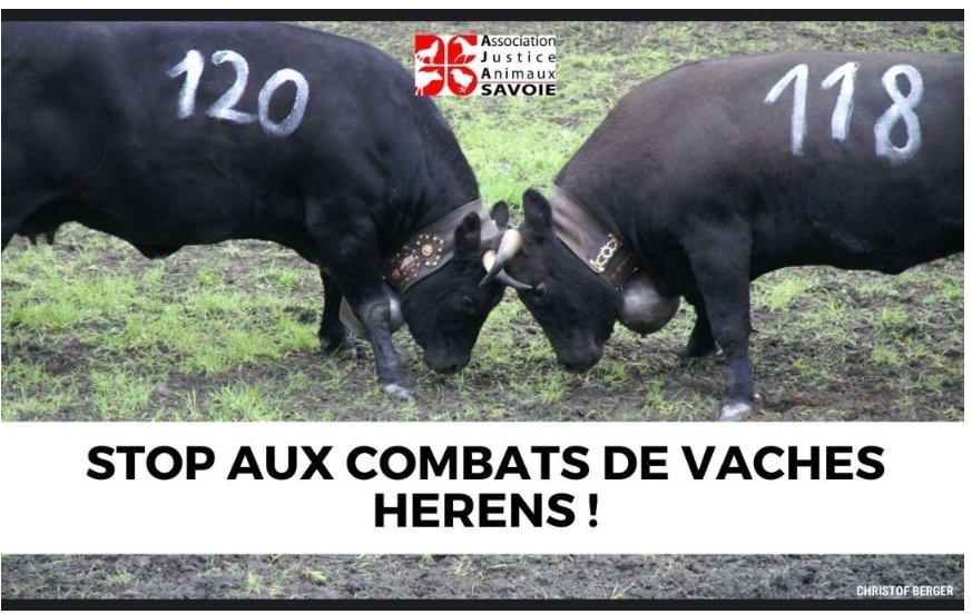 Ensemble pour l'abolition de la corrida (@pourlabolition) on Twitter photo Pétition pour soutenir <a href="/AjaSavoie/">Association Justice Animaux Savoie (AJAS)</a> qui a initié une ppl pour demander l'interdiction de ces combats honteux.
<a href="/PartiAnimaliste/">Parti animaliste</a>
<a href="/futur_asso/">FUTUR</a> <a href="/courbet_julien/">Julien Courbet</a> <a href="/Mainville3Marie/">Marie Mainville</a> <a href="/RegineHarray/">REGINE HARRAY</a> <a href="/MCAnimale/">Mobilisation pour la Cause Animale</a> <a href="/LigueDesAnimaux/">La Ligue Des Animaux</a>
<a href="/Abus_Rituel200/">Protection De L' Enfance et Corrida</a> mesopinions.com/petition/anima… Pétition pour soutenir <a href="/AjaSavoie/">Association Justice Animaux Savoie (AJAS)</a> qui a initié une ppl pour demander l'interdiction de ces combats honteux.
<a href="/PartiAnimaliste/">Parti animaliste</a>
<a href="/futur_asso/">FUTUR</a> <a href="/courbet_julien/">Julien Courbet</a> <a href="/Mainville3Marie/">Marie Mainville</a> <a href="/RegineHarray/">REGINE HARRAY</a> <a href="/MCAnimale/">Mobilisation pour la Cause Animale</a> <a href="/LigueDesAnimaux/">La Ligue Des Animaux</a>
<a href="/Abus_Rituel200/">Protection De L' Enfance et Corrida</a> mesopinions.com/petition/anima…