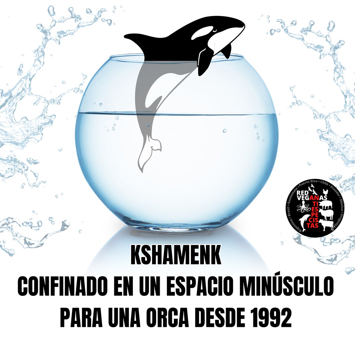 Red Veganas Antiespecistas tweet media