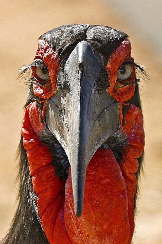 XxinfaniblexX's tweet image. Tierra Hornbill. Con pestañas como esas, quien necesita rímel 📷
📷: Desconocido
#segundamano #animememes #TipDeModa #tigres #buffalo #animals #animales #cocodrilo #VIRAL #viralreels #leopard #Depredador #shorts #reelsviral