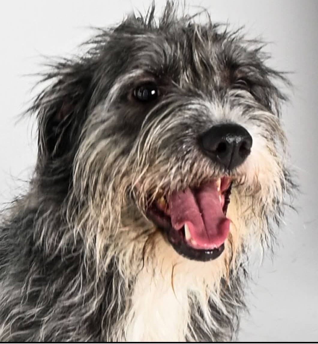 Alina_Gag's tweet photo. Me llamo Pandita. Soy una perrita linda que mide poquito: soy entre chica y mediana. Me rescataron con mis hermanxs pero a mí no me han adoptado -todavía 🥹-

Soy muy cariñosa, sociable y linda. Mi pelo es larguito y suave y tengo una sonrisa muy bonita.

Me llevo bien con todxs https://t.co/IpyLsE5gd4