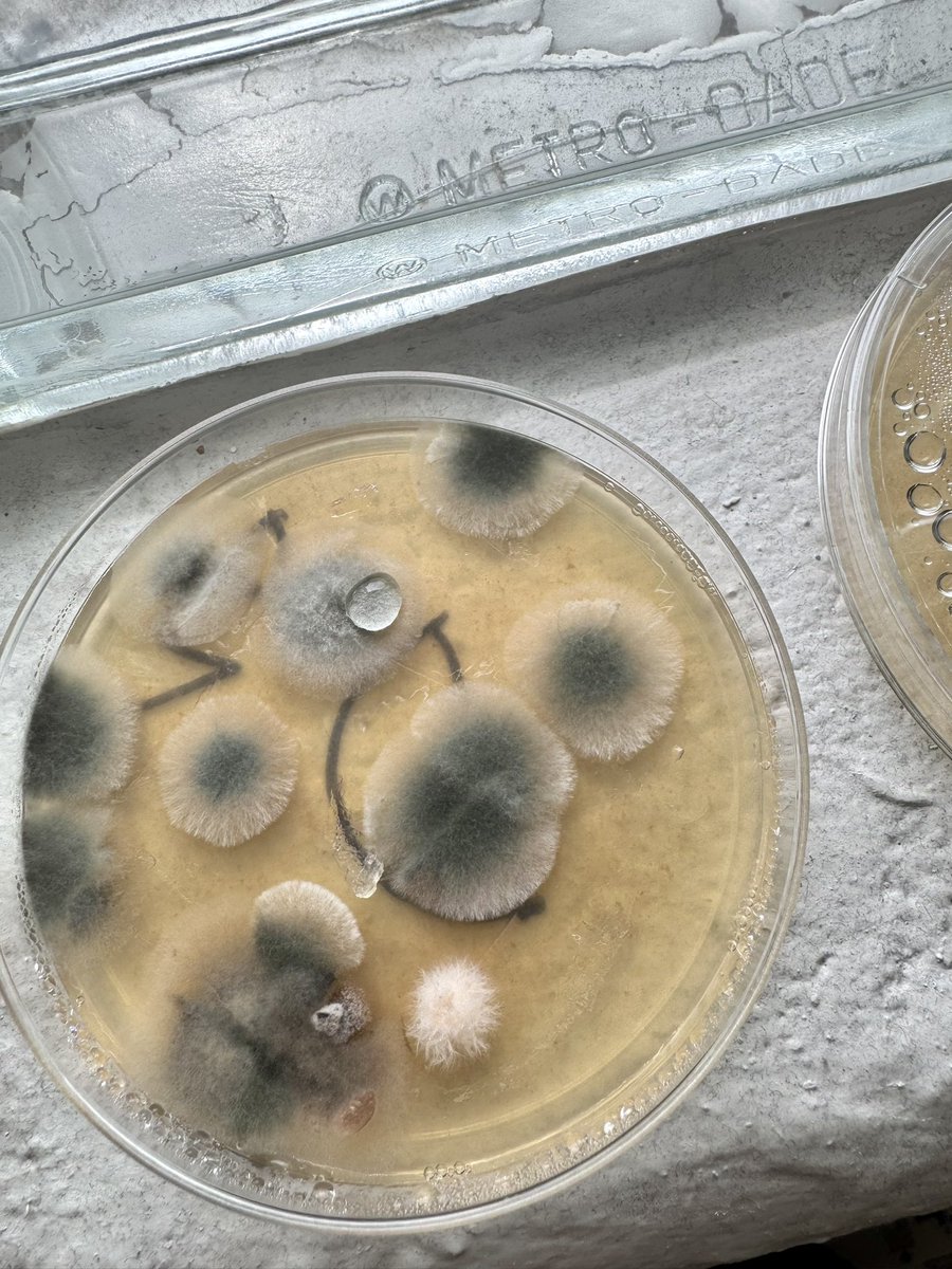 Ms. Williams tweet media