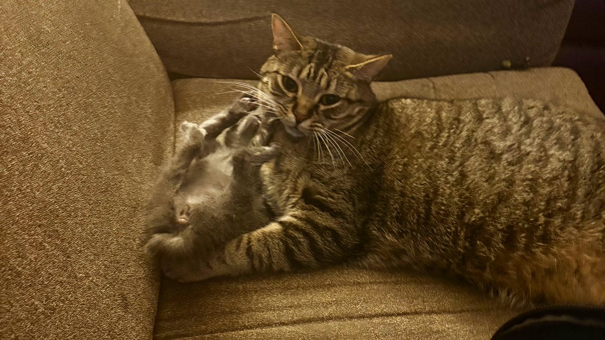 to people who don’t have cats: the wildest thing about it is they don’t do anything they don’t want to do. it’s almost impossible to get a cat to do something they don’t want to do. &amp; the only schedule or routine they keep is about food. they are ungovernable.

it’s inspiring.
