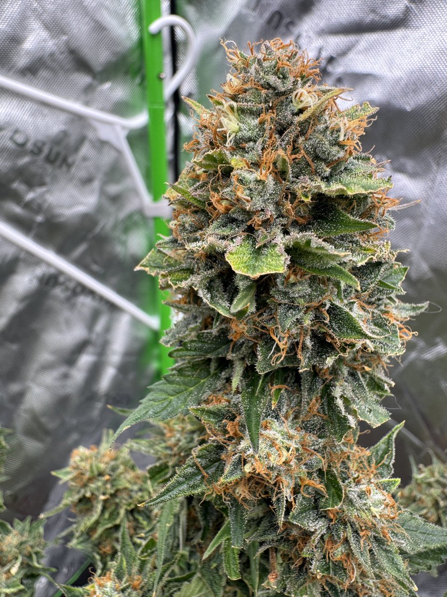 Stickee_Ickee's tweet photo. Amnesia Haze Auto, Day 80🪴
Been flowering a good 47 days now.. think at least 1/2 of them will get the 🪓 this weekend
#Growmies #GrowYourOwn #Mmemberville #AutoFlower #HAZE #Sativa #FromSeed https://t.co/boyf9AN5uW