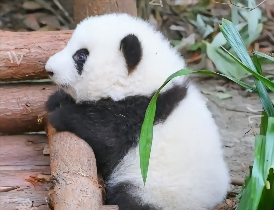 他好像一只假熊 #互fo