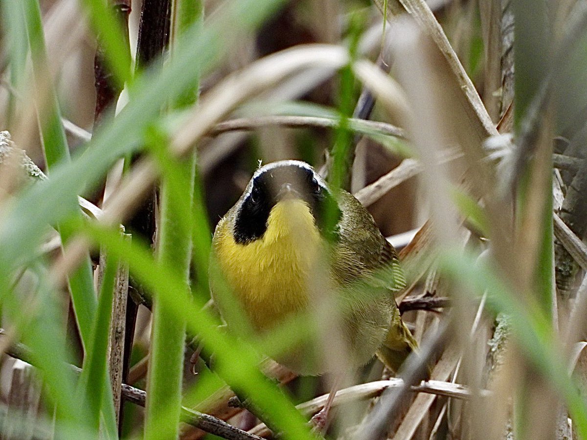 You can’t see me! Yellowthroats were very Common at Point Pelee.
