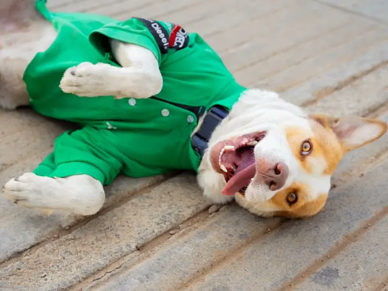 CadenaRadioMx's tweet image. ¡Conoce a Mailo, el perrito gasolinero de Oaxaca que está conquistando corazones! 🐶💖 ¡Este tierno amigo nos demuestra que la bondad no tiene fronteras! 🛢️✨

cadenapolitica.com/2025/05/19/mai…

#MailoElPerrito #Oaxaca #Ternura #HistoriasQueInspiran #AmigosFieles #Viral