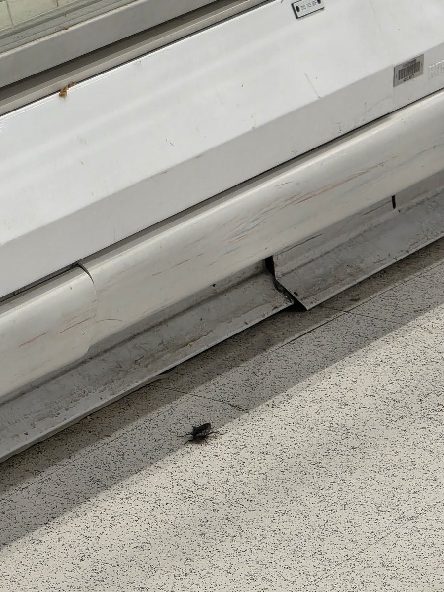 khattargi's tweet photo. Shocked to see cockroaches crawling near the food section at @Coles!
This was in the frozen pastry aisle – a serious health and hygiene concern.
Customers deserve better food safety standards!
#Coles #FoodSafety #Australia #HygieneMatters https://t.co/b4xjcaYy0v