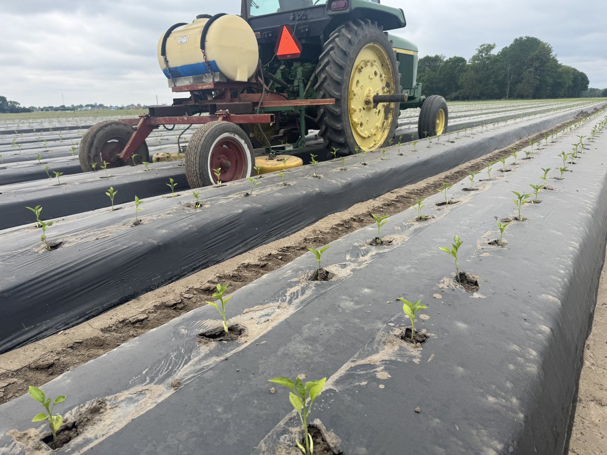 Laying down some herbicide 
#whitewalls