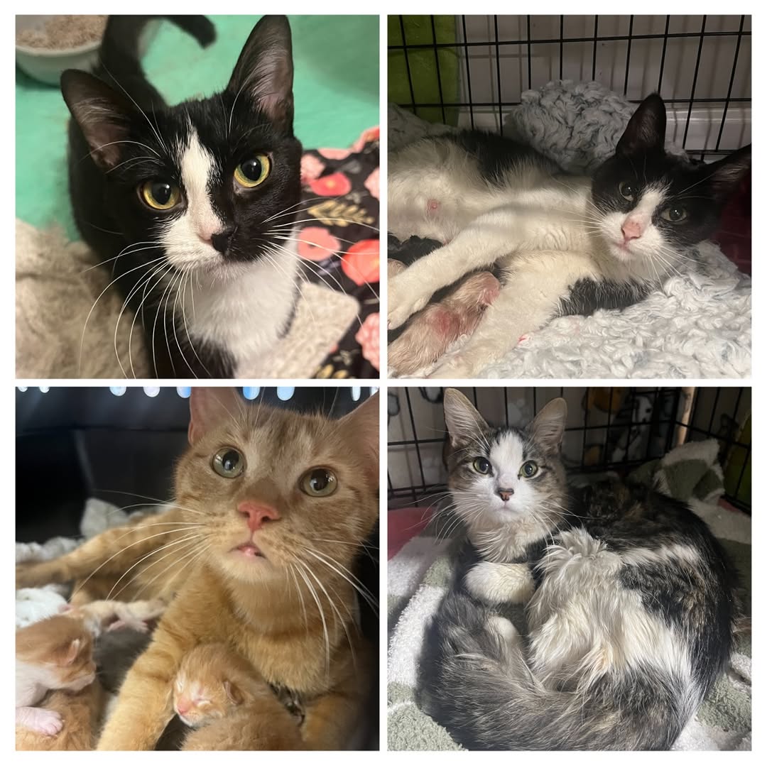 3y4a5w12347807's tweet photo. Featuring a few of the lovely mom cats I’ve fostered, overnighted, and/or transported this year: Kaanapali, Chili, Tiff, and Chocolate 🍫

#tuxedocat  #calicocat #orangecat #fostercat #momcat #savealife #kitten #kittens #kittenrescue #fosteringsaveslives #happymothersday https://t.co/LIvDxfGi2W