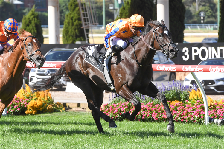 A half-brother to Imperatriz and the first foal from another multiple Group 1 winner will debut against each tomorrow at Sandown.
racingandsports.com.au/news/bloodstoc…