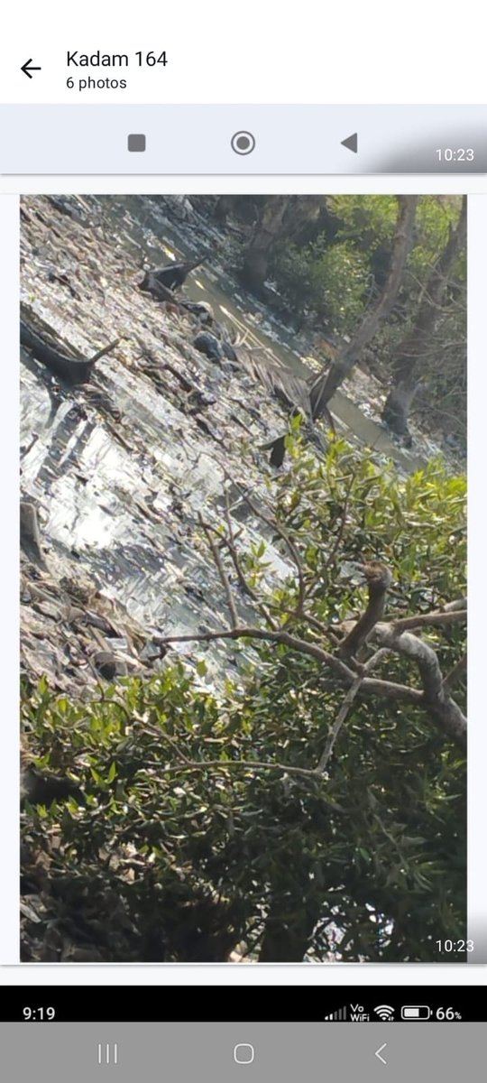 YelveSanjay's tweet photo. @mybmc @MahaForest  @ganeshnaikjd @SunilRaut65 @SDPatil_16  कन्नमवार नगर 1,विक्रोळी पूर्व मुंबई,इमारती क्र.164 मागील खाडीतून घाण, कचरा, काढण्यासाठी BMC आणि फॉरेस्ट dept एक दुसर्‍याला बोटे दाखवत आहेत,कचरा, घाणीचा त्रास होत आहे, नागरिकांच्या त्रासाची दखल प्रशासनाने घेणे आहे. https://t.co/1sxGphqdg8