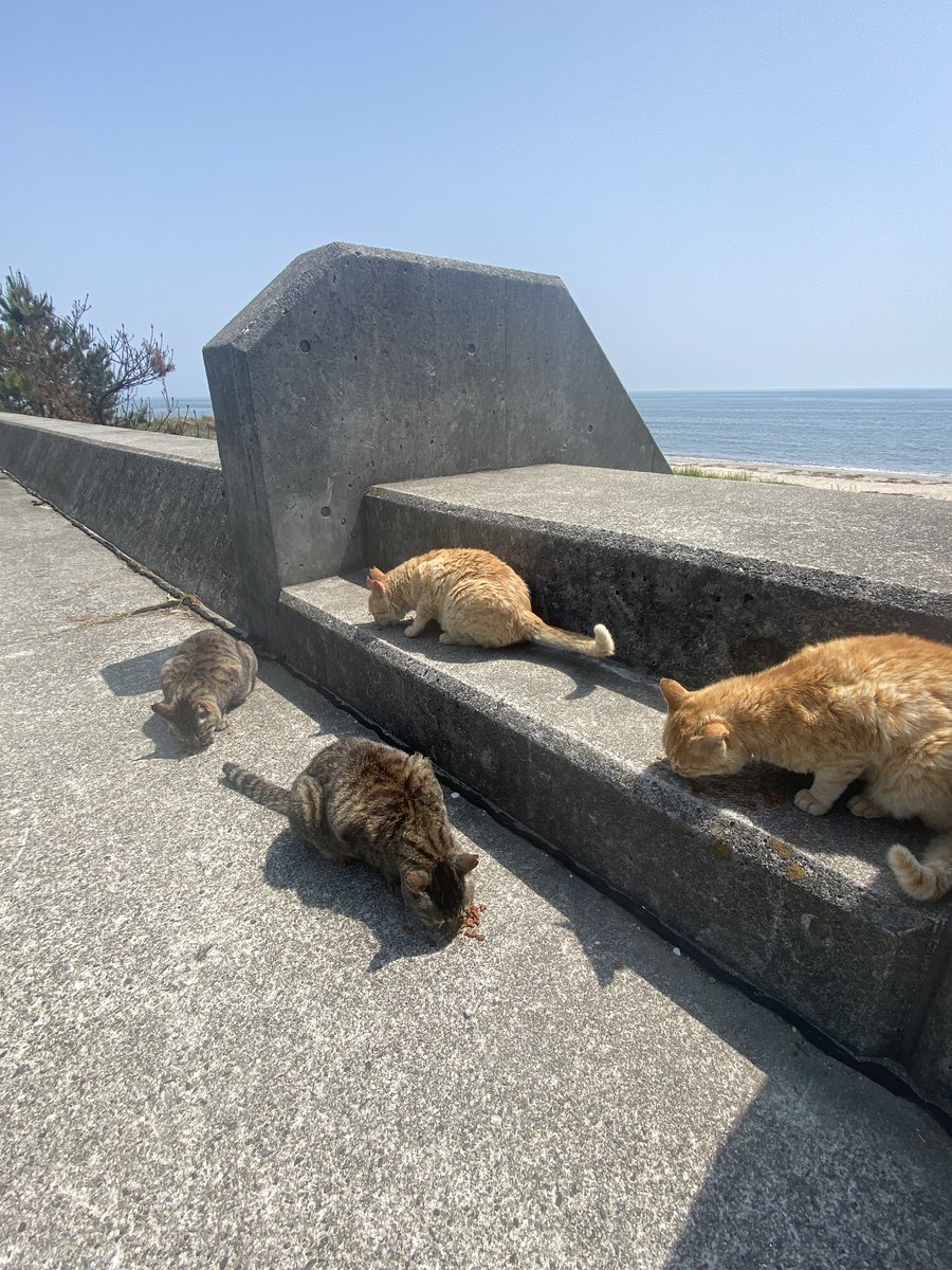 shininghope2021's tweet photo. 久しぶりに海猫ちゃんに会えた https://t.co/pbapdZclPL