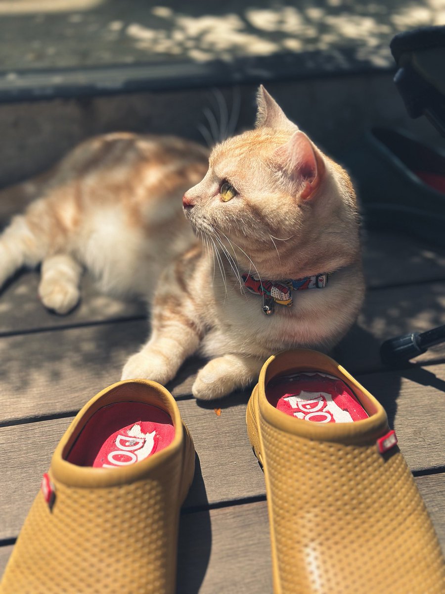 朝の6:30からずーっと日向ぼっこしてる…

#星蔵