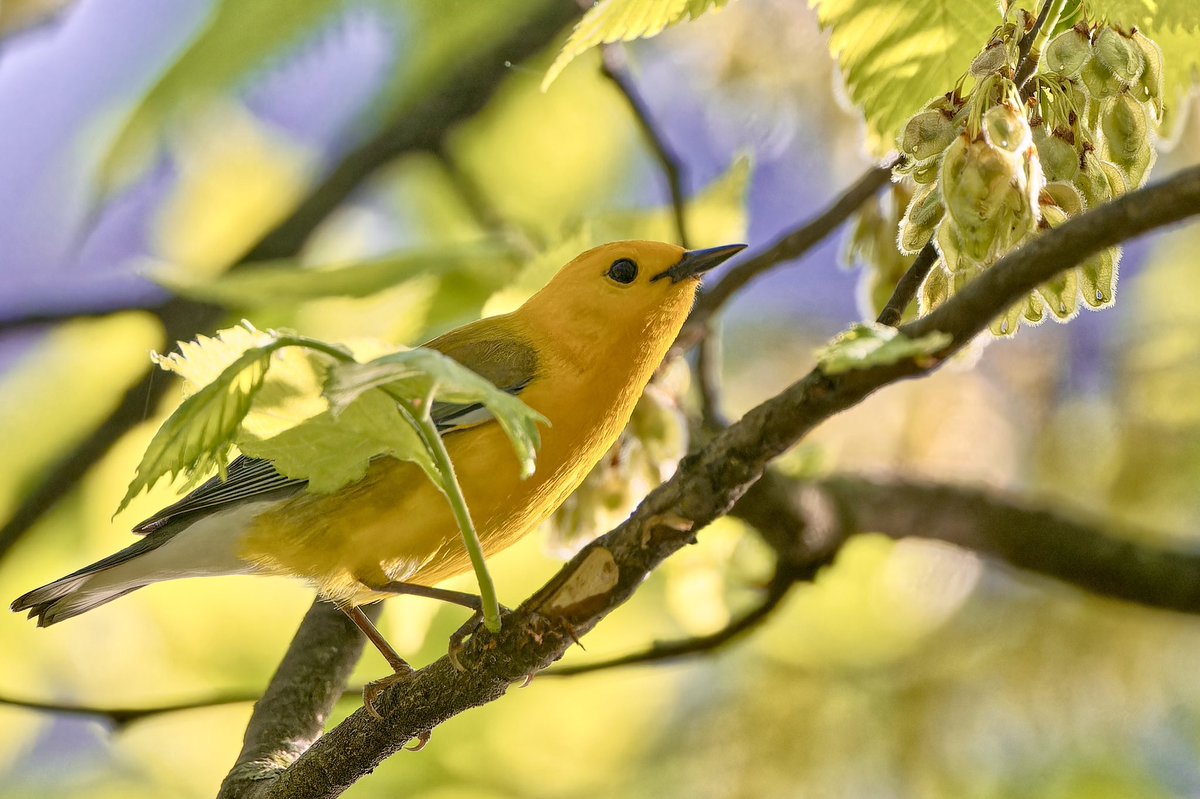 Front light -even exposure but can look flat. Try -0.3 EV to keep highlights in check.Backlight -moody but tricky. Auto mode darkens your subject;use +1 to +2 EV to fix it. Light direction changes everything.Adjust accordingly.
#PhotoTip #nikonz8 #prothonotarywarbler #centralpark