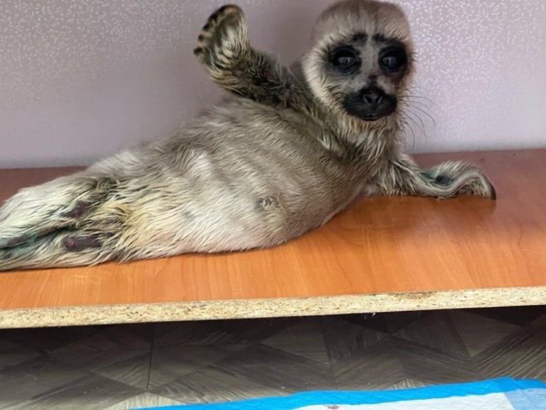 paint me like one of your seal girls