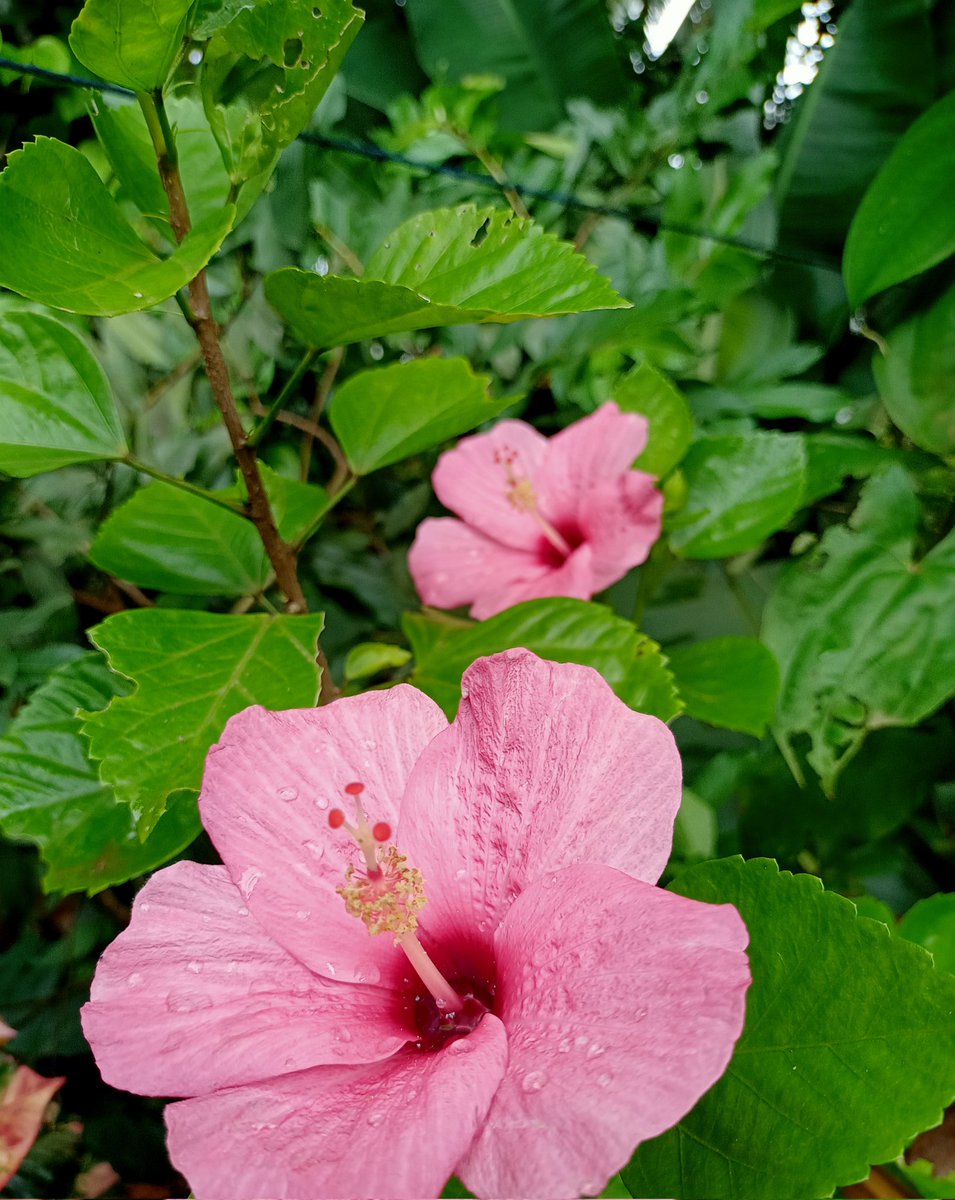 🌺