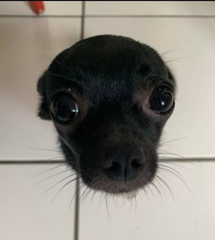 💖 (@twaniimals) on Twitter photo 