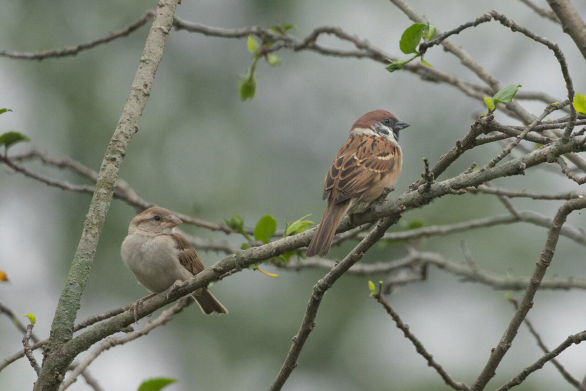 🆕 PAPER_The effect of urbanisation on the reproductive performance and development of Tree #Sparrow (Passer montanus) nestlings.
ℹ️The study was carried out in the Republic of Korea.
🧑‍💻doi.org/10.13157/arla.… #ornithology #birds