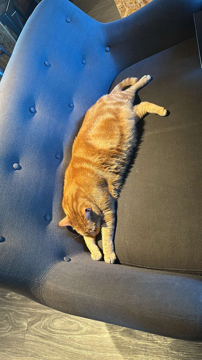 poutinetnbabier's tweet photo. Bonjour tout le monde, je refais cette annonce car nous avons toujours pas trouvé de famille fiable pour nugget, https://t.co/liW3WvF1vJ