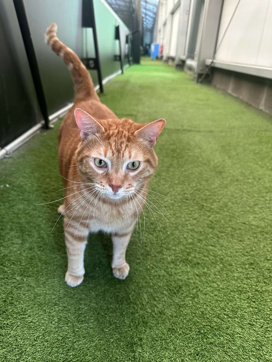 poutinetnbabier's tweet photo. Bonjour tout le monde, je refais cette annonce car nous avons toujours pas trouvé de famille fiable pour nugget, https://t.co/liW3WvF1vJ