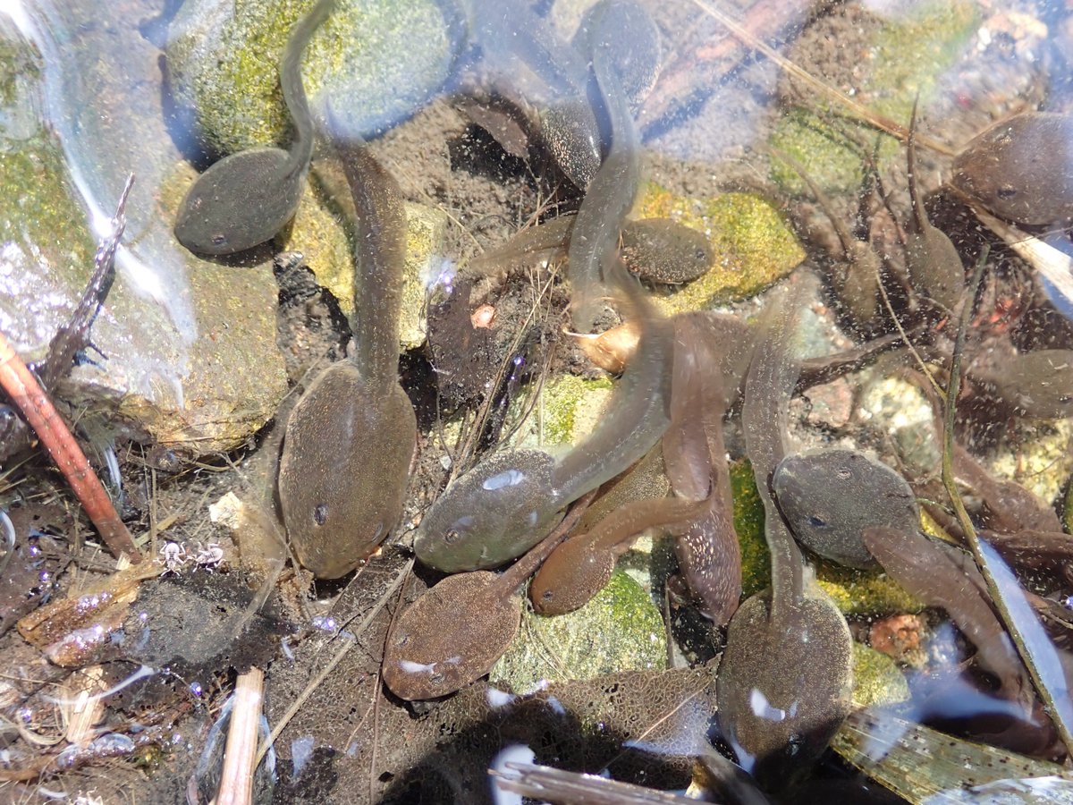 エゾアカガエルのオタマジャクシ。元気です。現在自然館でも展示しています。