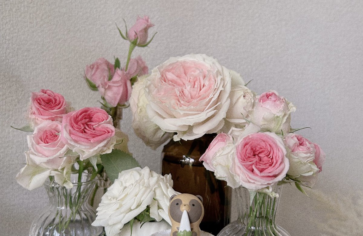 Tanu_momo_mo's tweet photo. たぬ家の薔薇が満開⸜(* ॑꒳ ॑*  )⸝ﾊﾟｯ https://t.co/ezv0wDOcGJ