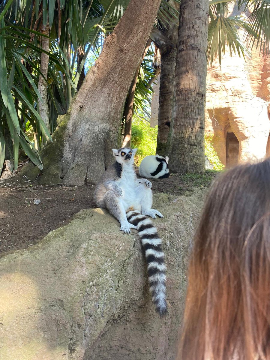IESGeraldBrenan's tweet photo. 1º ESO y Aula Específica disfrutaron el 15 mayo de Bioparc Fuengirola. Actividad del Dpto de Inglés con visita guiada en inglés y un doble objetivo: naturaleza, convivencia y práctica del idioma. #actividadesgbrenan #noticiasinglés #aulaespecifica
@educacionmlg
@BioparcF https://t.co/3weI8tztOj