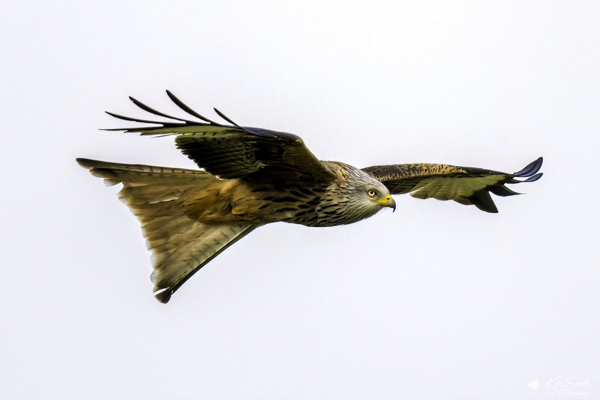 Kyle Smith 🏴 (@jkyles32) on Twitter photo Lovely calling red kite in Wiltshire on Saturday while birding with <a href="/kev07713/">Kev heath</a> <a href="/hobbylovinglife/">Karen Jayne</a> <a href="/worlebirder/">Dean Reeves</a> - <a href="/BirdGuides/">BirdGuides</a> <a href="/_BTO/">BTO</a>. Lovely calling red kite in Wiltshire on Saturday while birding with <a href="/kev07713/">Kev heath</a> <a href="/hobbylovinglife/">Karen Jayne</a> <a href="/worlebirder/">Dean Reeves</a> - <a href="/BirdGuides/">BirdGuides</a> <a href="/_BTO/">BTO</a>.