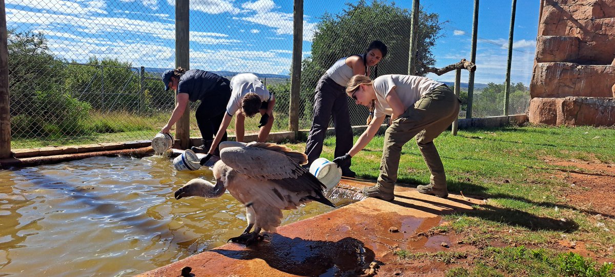 In recognition of recent #endangeredspeciesday, here's a moment from the #stjohnsleatherhead school group’s visit to <a href="/ShamwariReserve/">Shamwari Private Game Reserve</a>, where they spent time supporting <a href="/WeLoveVultures/">VulPro</a> .
#gapafricaprojects #teamshamwari