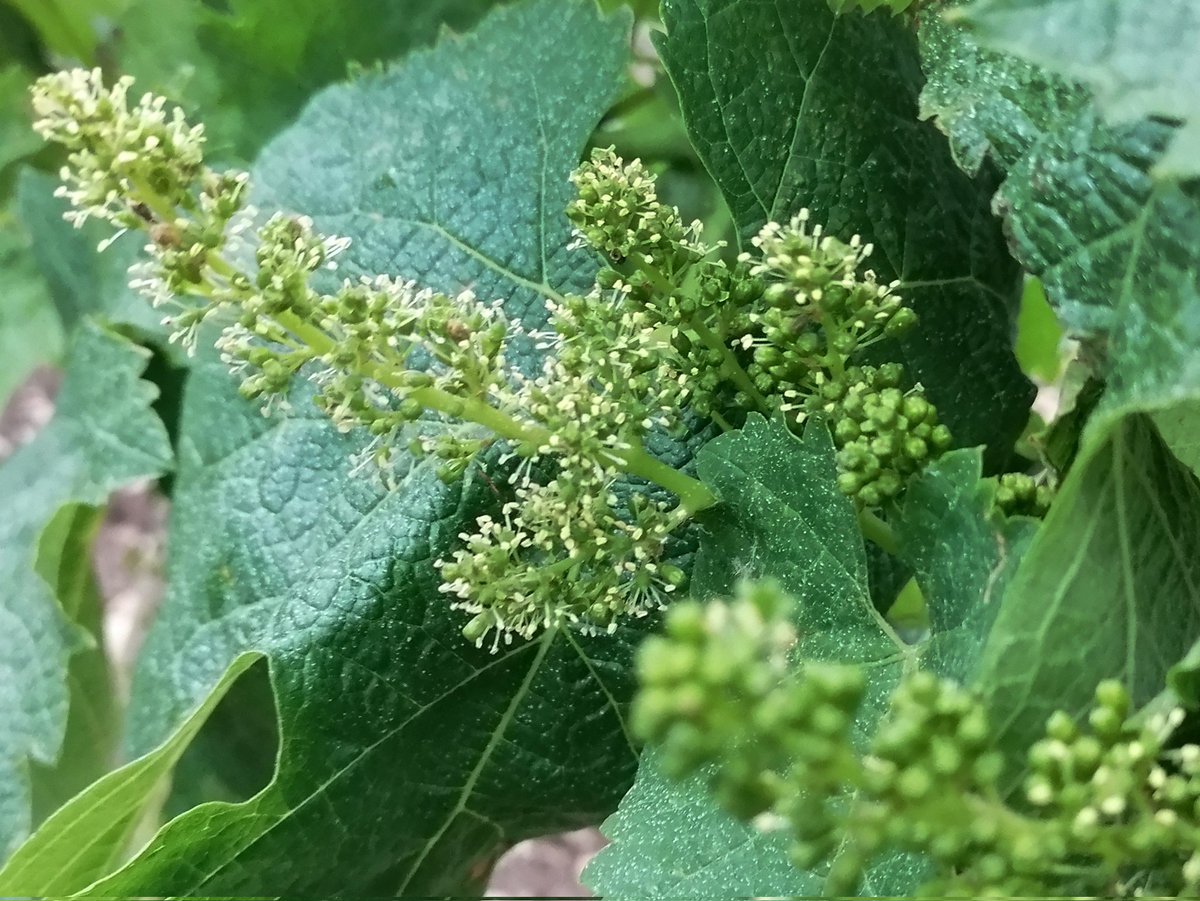 #floraison  #millesime2025  #Bordeaux
Mi-floraison pour les #Merlot les plus précoces au 18 mai, soit avec une semaine d'avance sur l'an passé
#Pomerol  #SaintEmilion
