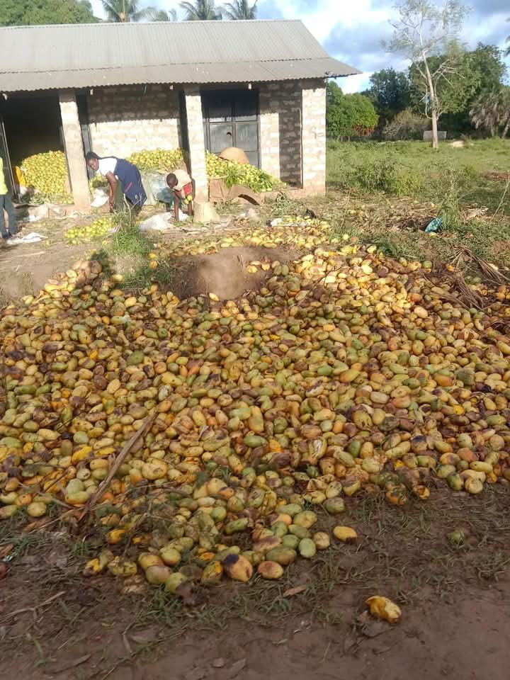 sholard_mancity's tweet photo. In kwale this is the situation;

They harvested alot of mangoes 

The mangoes are rotting and being thrown in streets etc 

Why doesn't the govt have a factory plant there where 

These mangoes can be used to do juices and exported etc ?

Kenya suffers from lack of smart leaders https://t.co/3MaQdyaLhl