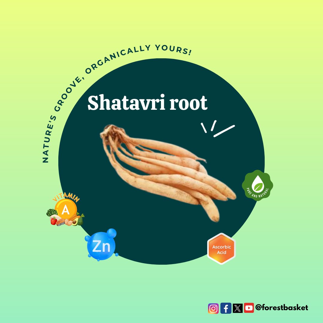 ForestBasket's tweet photo. Rich in Vitamin A, Zinc &amp; Ascorbic Acid, Shatavri is a natural powerhouse for digestion, immunity &amp; hormonal balance. If you're seeking a gentle yet effective boost to your daily routine, this nourishing root could be just what your body needs. 
#ForestBasket #ShatavriStrength https://t.co/7G3eczmkP0