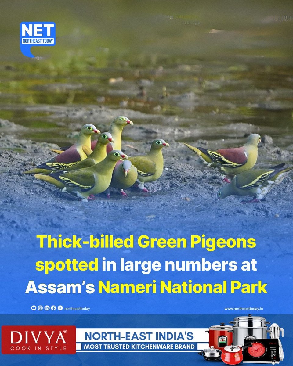 NORTHEAST TODAY tweet media