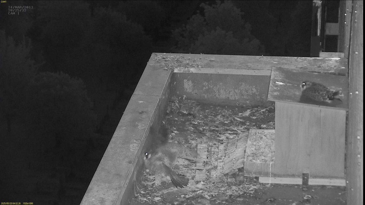 FaBPeregrines's tweet photo. The chicks slept on the nestbox. Chick 1 left around 4am, she didn't jump straight onto the wall. Chick 2 left 40 minutes later, his landing wasn't as good as yesterday's but he recovered well enough.
They have been pretty active since but no fledging yet.
#FledgeWatch https://t.co/58Uc2lVPDq