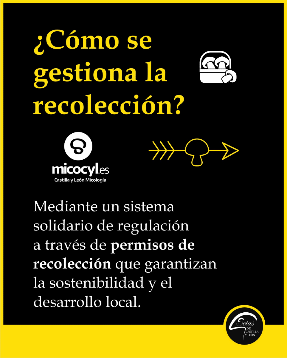 🔍 ¿Sabías que Castilla y León tiene un programa pionero para impulsar la micología?
Desde hace más de 30 años, Micocyl trabaja para que la micología sea una fuente de desarrollo sostenible para nuestros pueblos 🌱🍄

💬 Cuéntanos: ¿conoces su web?  micocyl.es