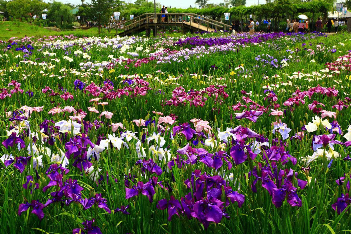 marugoto_chiba's tweet photo. 小舟に揺られながら、色とりどりに咲き誇る花菖蒲を堪能      
水郷佐原あやめ祭り／水郷佐原あやめパーク      
▶開催期間：2025年5月24日（土）～6月22日（日）8:00～18:00   
▶開催場所：水郷佐原あやめパーク      
🎋水郷筑波国定公園の自然を活かした「水郷佐原あやめパーク」では、名物のあやめが見頃を迎えます✨     
 園内には、400品種・150万本もの花菖蒲（はなしょうぶ）が咲き誇り、一面に広がる美しい紫のグラデーションが訪れる人々を魅了💜
園内を流れる水路では「サッパ舟」と呼ばれる小舟に乗って、優雅に花めぐりを楽しむことも可能です（※有料）🌸舟の上から眺める花菖蒲の風景は格別で、心に残るひとときを演出します💫      

《期間中の催し物》
(1)　あやめ祭り初日 ／5月24日（土）  8:00～ 　入園者先着100名様に花菖蒲苗をプレゼント
(2)　嫁入り舟／5月31日（土）・6月7日（土）・6月15日（日）　各日10:30～（雨天中止）
(3)　体験嫁入り舟　6月1日（日）、8日（日）、14日（土）　各日11:00～（雨天中止）
※イベントの日程については施設HPにてご確認ください。
▼詳細はこちら
https://t.co/G4OAkML1hG
#千葉 #ちば #観光 #千葉観光 #旅 #香取市 #佐原 #水郷佐原あやめパーク #花菖蒲 #あやめ #花めぐり #サッパ舟 #フォトジェニック 
……………………………………
写真はイメージです。
千葉の旅は「千葉 観光」で検索👉
