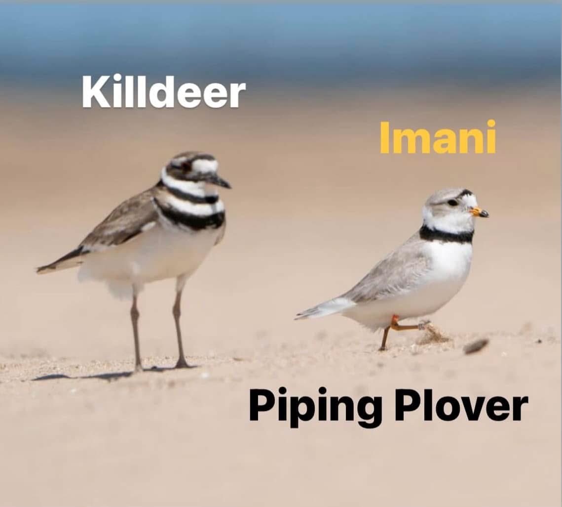 ChicagoPiping's tweet image. Killdeer v Piping Plover

If you're an Imani stan, you may well be an expert at Killdeer identification in addition to Piping Plover identification since Imani frequently chases them around the dunes at Montrose. (He learned from THE best, mom &amp;amp; dad)
1/3

📸: Kevin Lin (May 2023)
