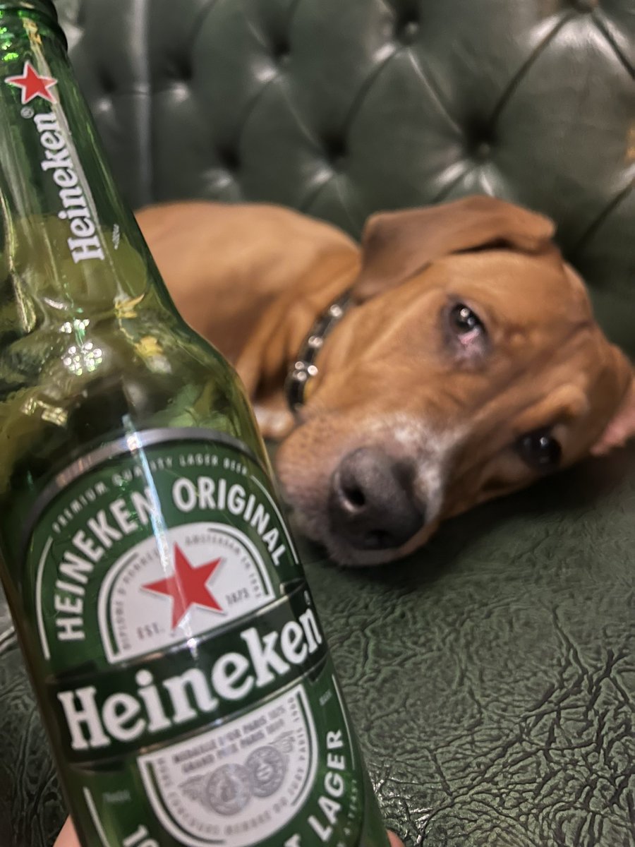 #ハイネ犬
#heineken